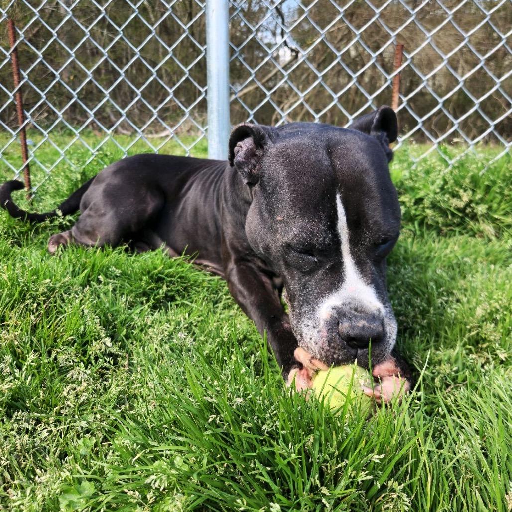 Enlarge Axel - Adoption Fee Sponsored, a Adoptable Mixed Breed in Columbiana, AL image 2/6