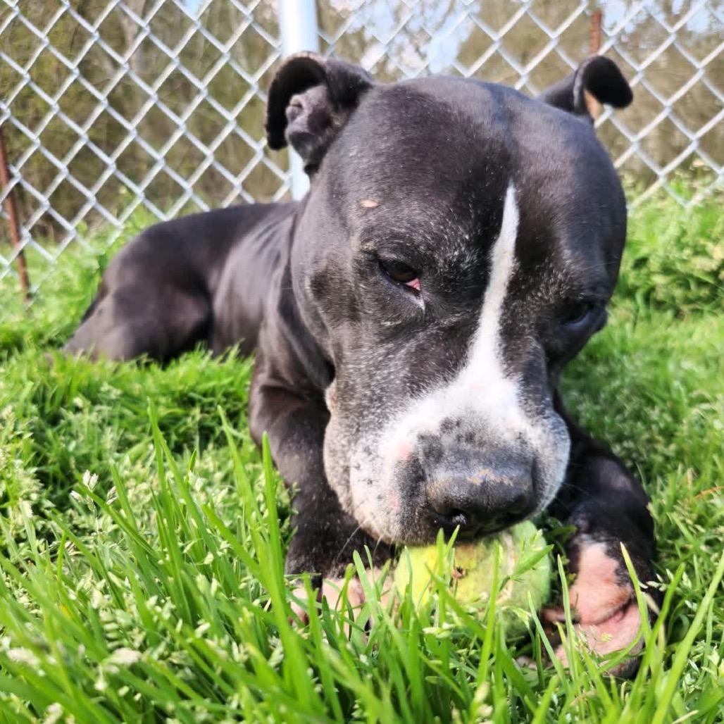 Enlarge Axel - Adoption Fee Sponsored, a Adoptable Mixed Breed in Columbiana, AL image 3/6