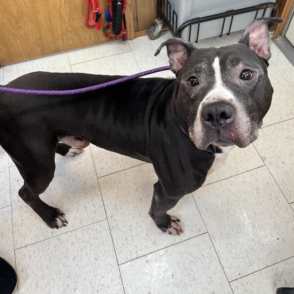 Enlarge Axel - Adoption Fee Sponsored, a Adoptable Mixed Breed in Columbiana, AL image 4/6