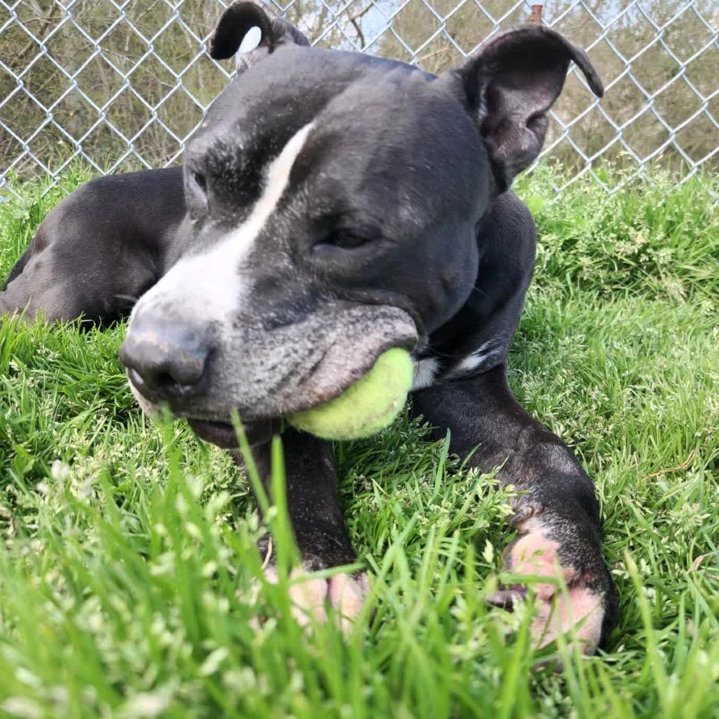 Enlarge Axel - Adoption Fee Sponsored, a Adoptable Mixed Breed in Columbiana, AL image 5/6