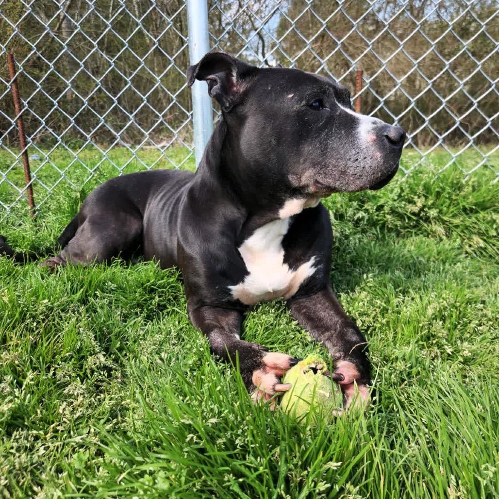 Enlarge Axel - Adoption Fee Sponsored, a Adoptable Mixed Breed in Columbiana, AL image 6/6