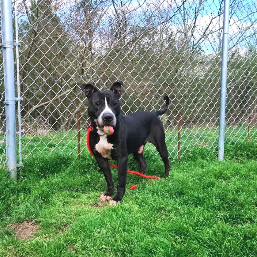 Enlarge Axel - Adoption Fee Sponsored, a Adoptable Mixed Breed in Columbiana, AL image 6/6