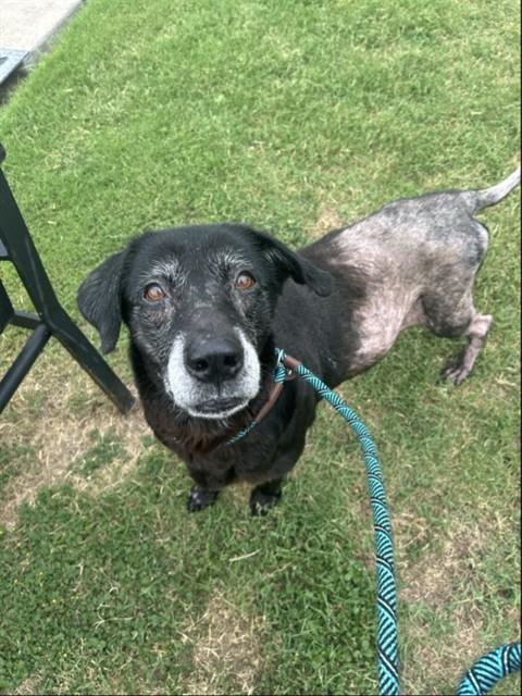 Enlarge MEMPHIS, a Adoptable mixed breed in Corpus Christi, TX image 1/1
