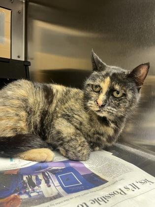 Enlarge Calypso, a Adoptable mixed breed in Wichita, KS image 1/2