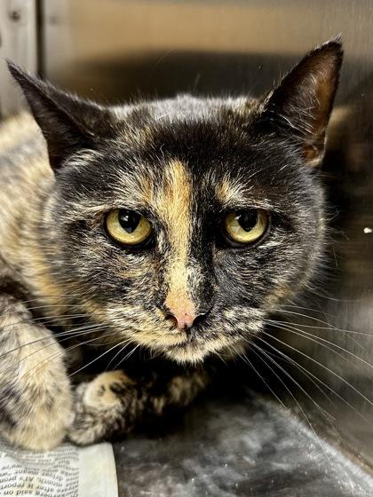 Enlarge Calypso, a Adoptable mixed breed in Wichita, KS image 2/2