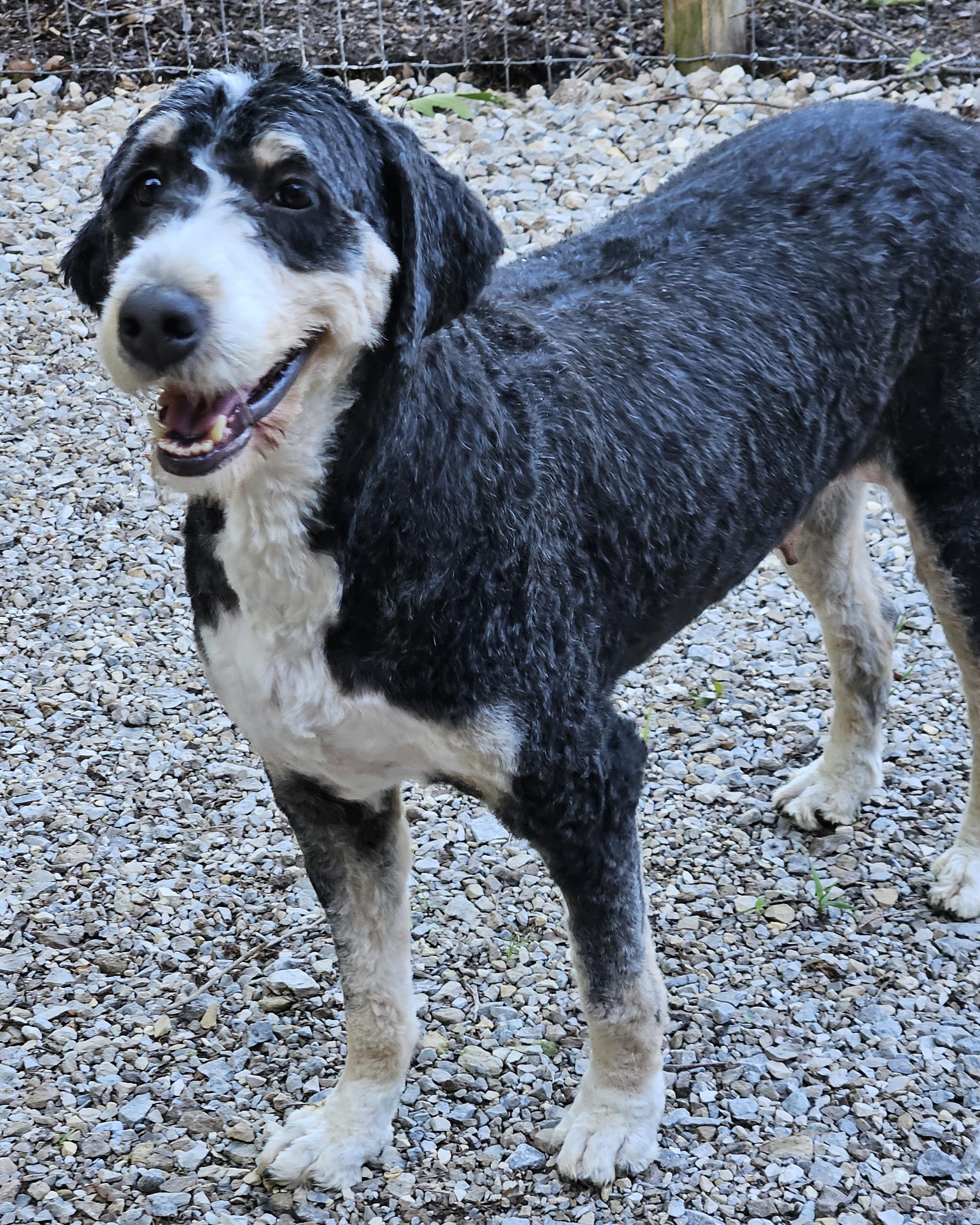 Enlarge Bella, an adopted Bernadoodle in Martinsville, IN image 6/6