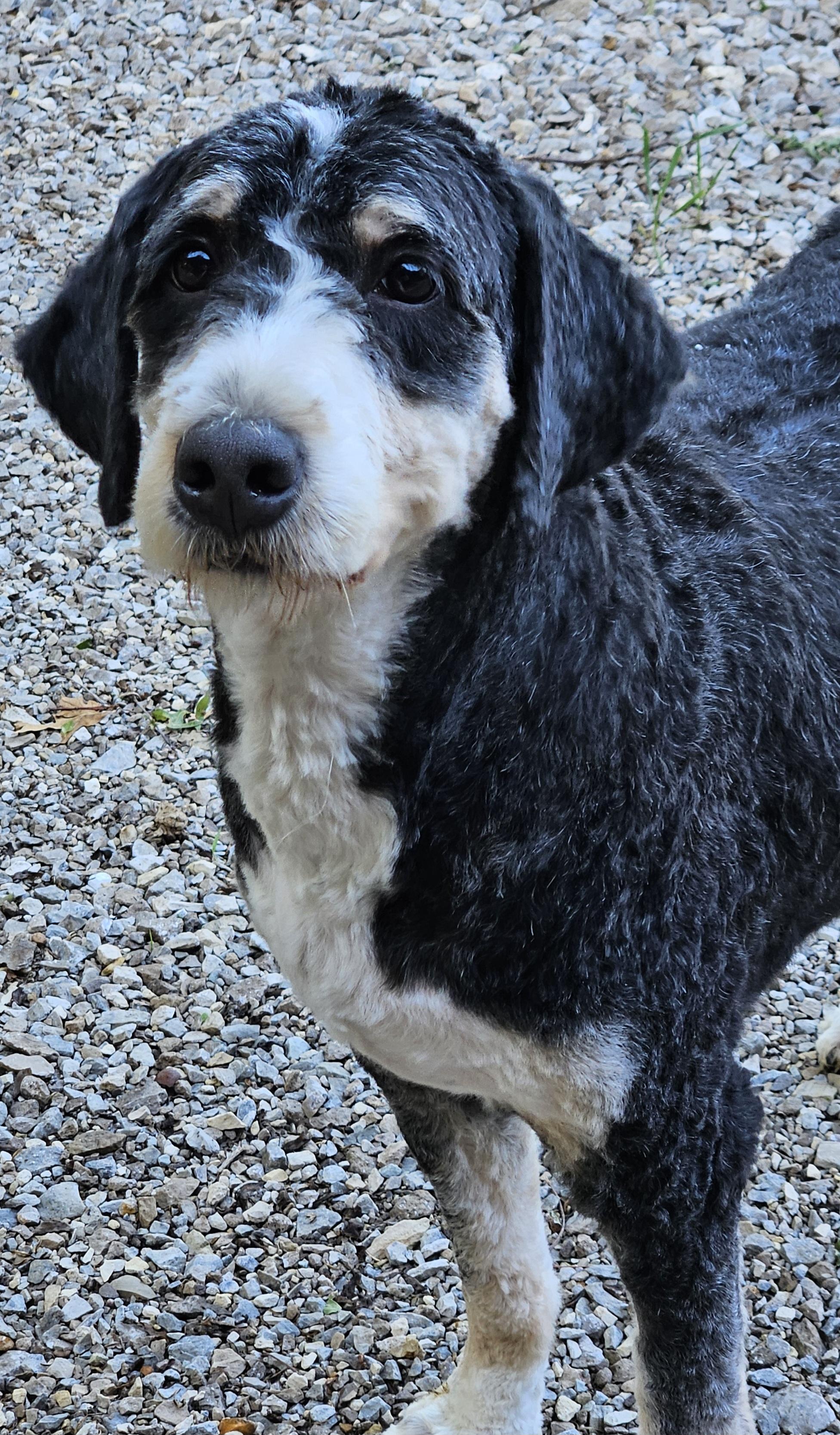 Enlarge Bella, an adopted Bernadoodle in Martinsville, IN image 2/6