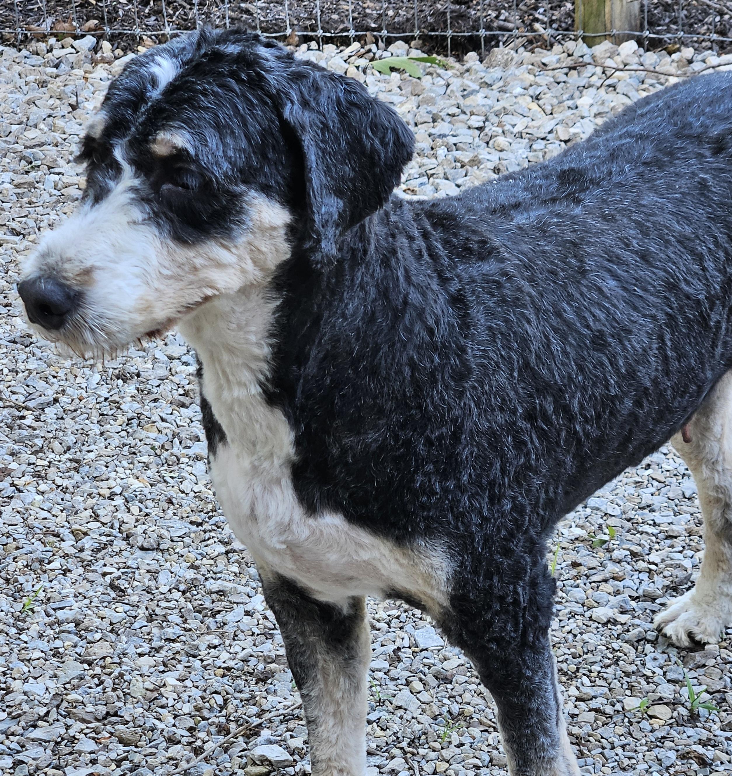 Enlarge Bella, an adopted Bernadoodle in Martinsville, IN image 3/6