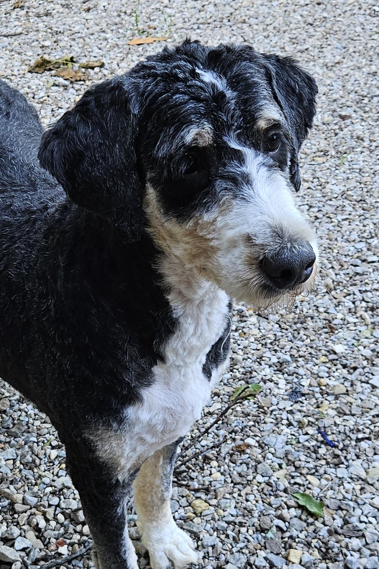 Enlarge Bella, an adopted Bernadoodle in Martinsville, IN image 5/6