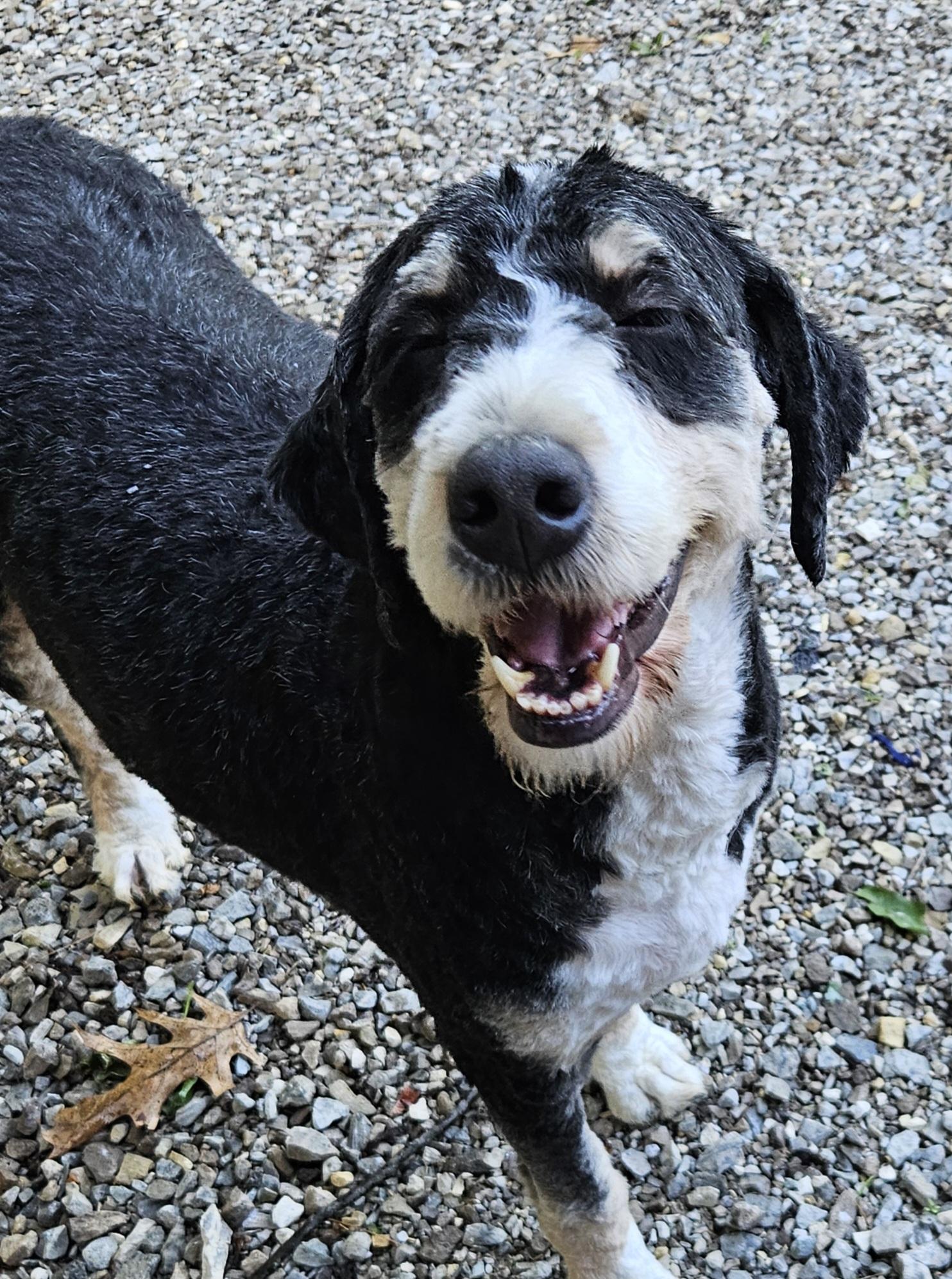 Enlarge Bella, an adopted Bernadoodle in Martinsville, IN image 1/6