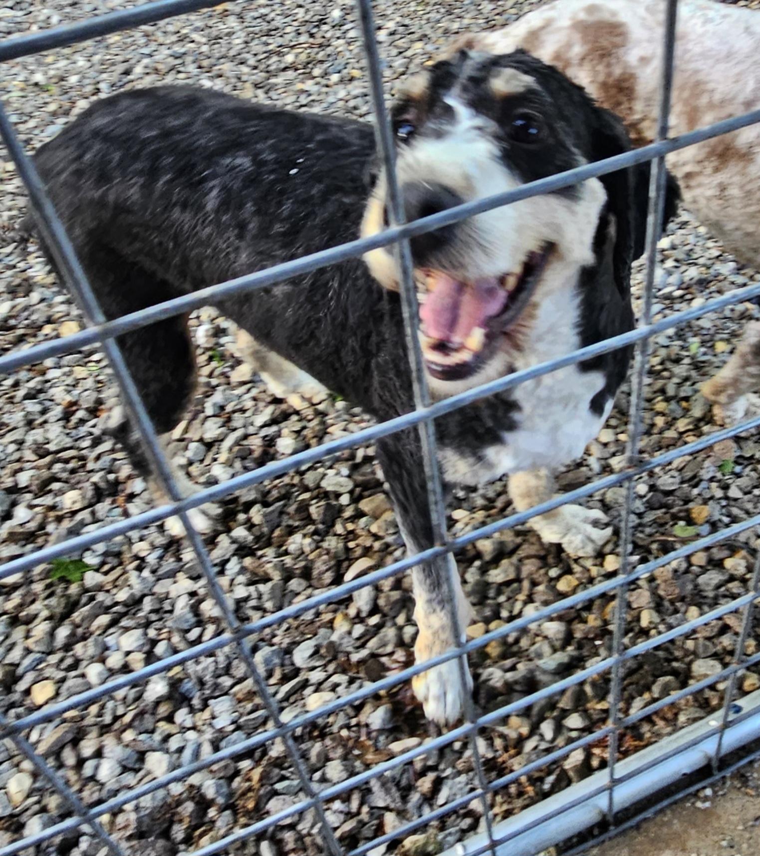 Enlarge Bella, an adopted Bernadoodle in Martinsville, IN image 4/6