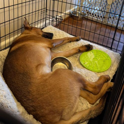 Enlarge Betty Boop, a Adoptable mixed breed in Washington, DC image 1/5