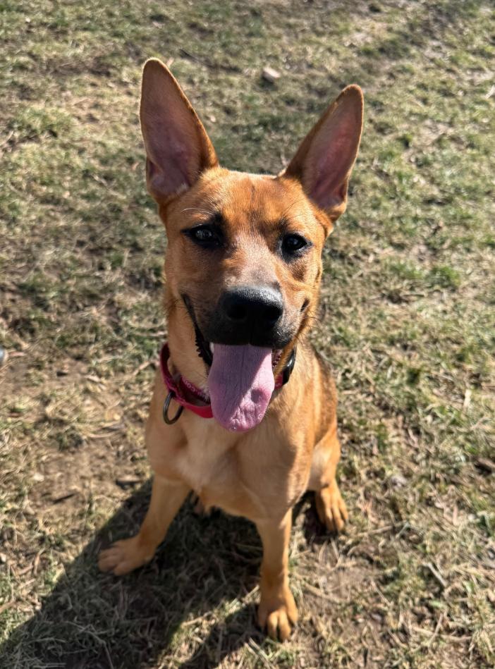 Enlarge Betty Boop, a Adoptable mixed breed in Washington, DC image 2/6