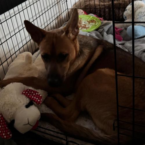 Enlarge Betty Boop, a Adoptable mixed breed in Washington, DC image 3/5