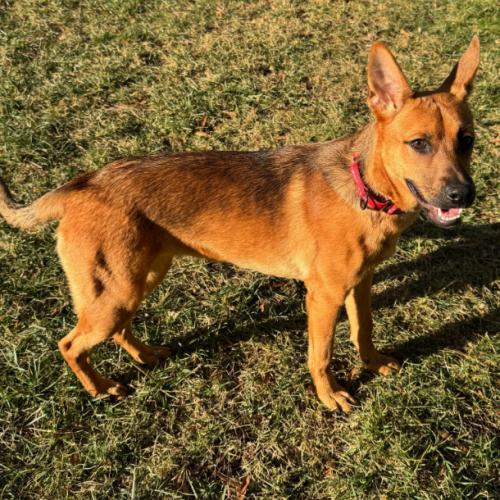 Enlarge Betty Boop, a Adoptable mixed breed in Washington, DC image 4/5