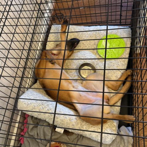 Enlarge Betty Boop, a Adoptable mixed breed in Washington, DC image 5/5