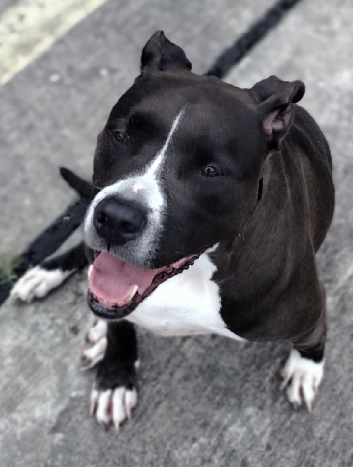 BREEZE, a Adoptable Pit Bull Terrier in Spring, TX image 5/6