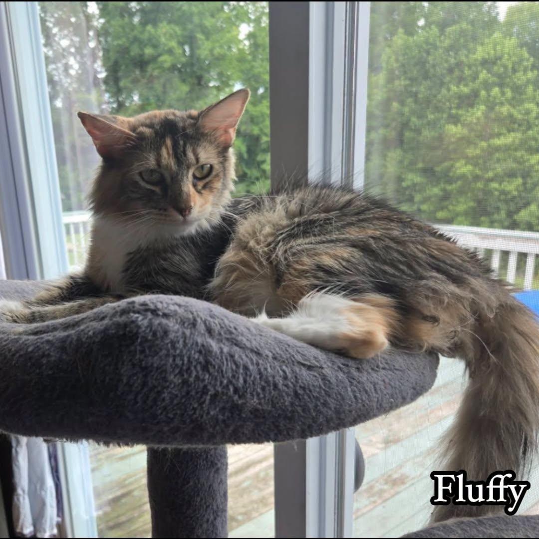Enlarge Fluffy, a ADOPTABLE Domestic Long Hair in Cumberland , VA image 1/1