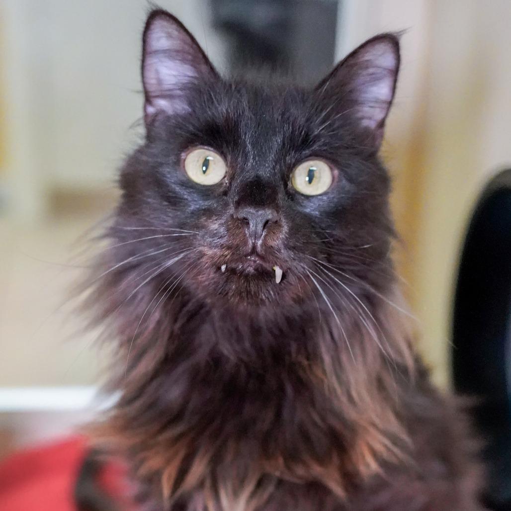Saber, Adoptable, Senior Male Domestic Medium Hair.