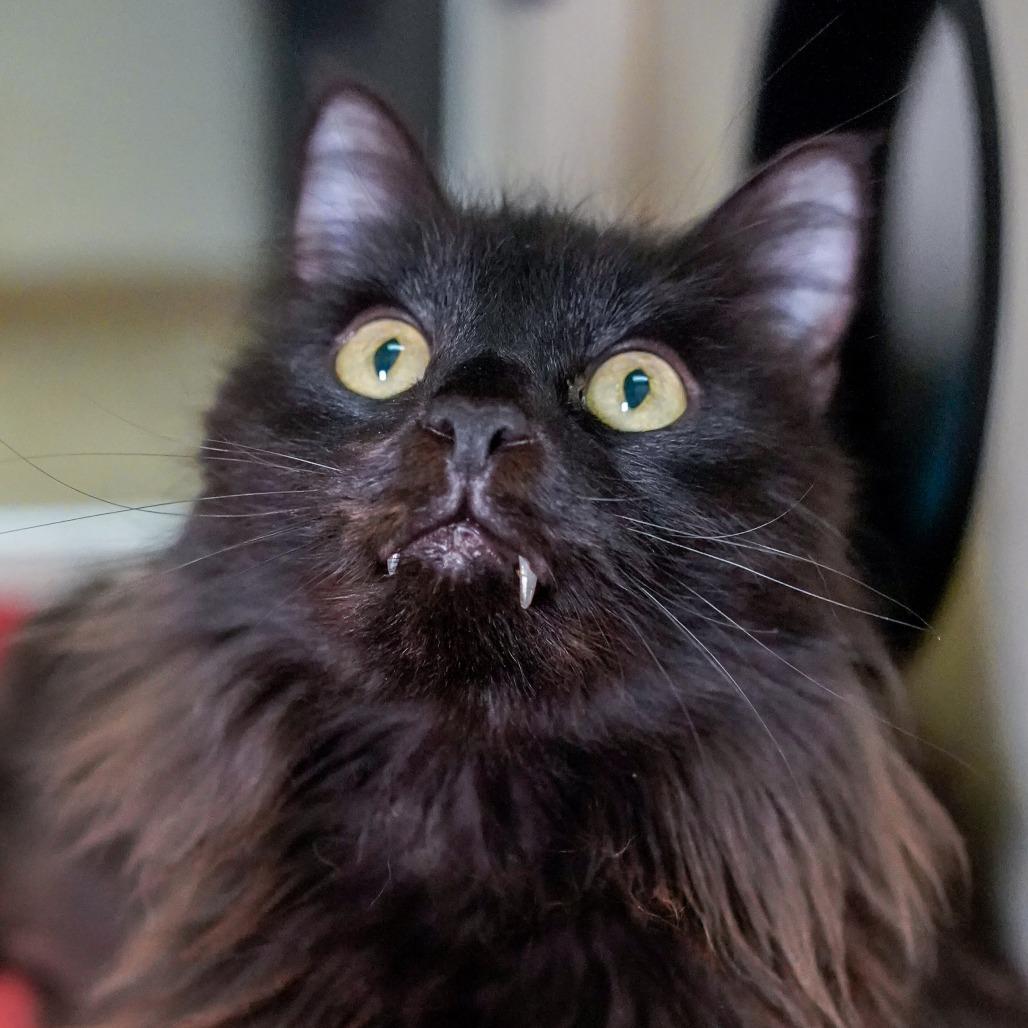 Enlarge Saber, a Adoptable Domestic Medium Hair in Thomaston, ME image 2/2