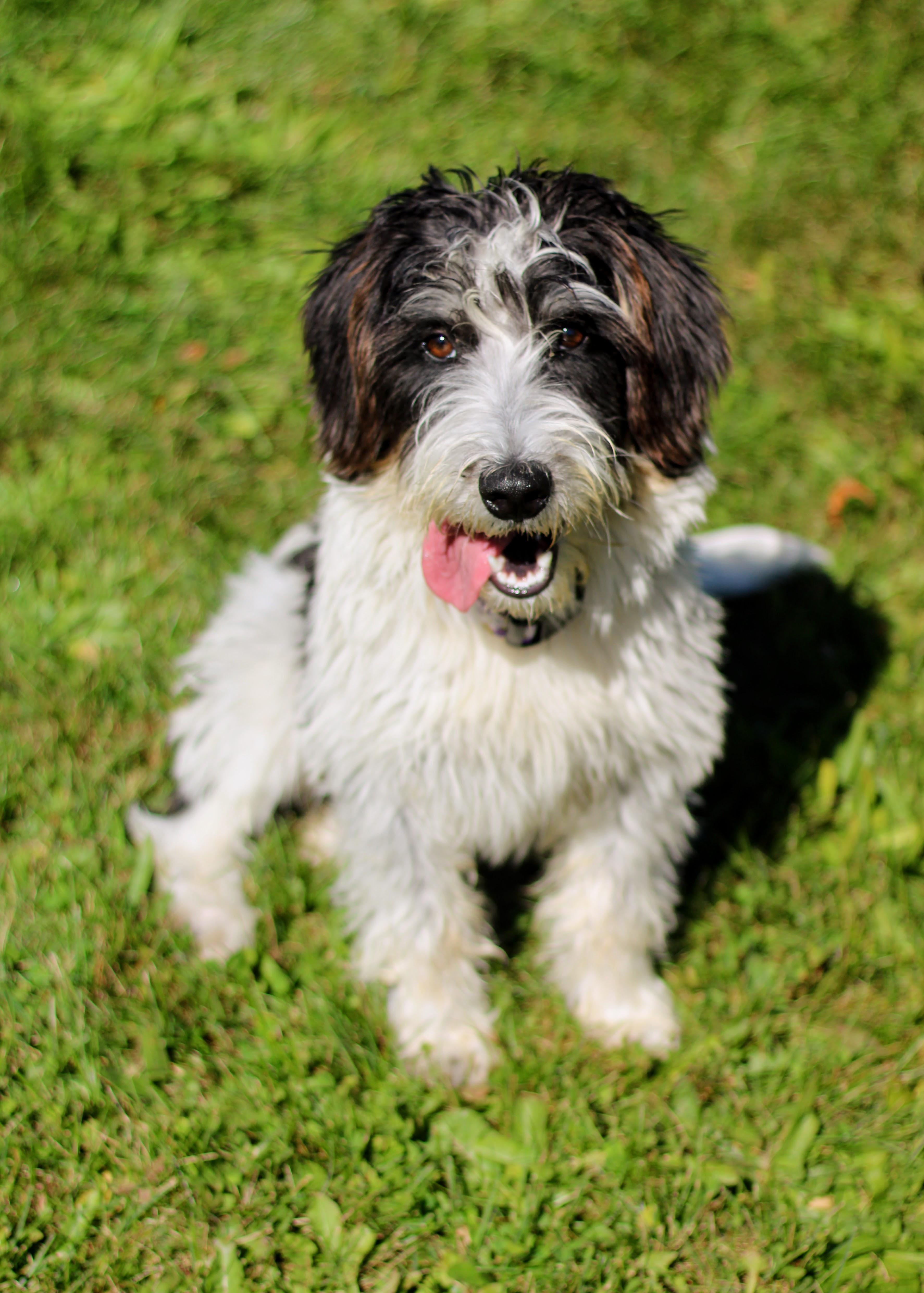 Enlarge Parsley, a Adoptable mixed breed in Battle Creek, MI image 2/2