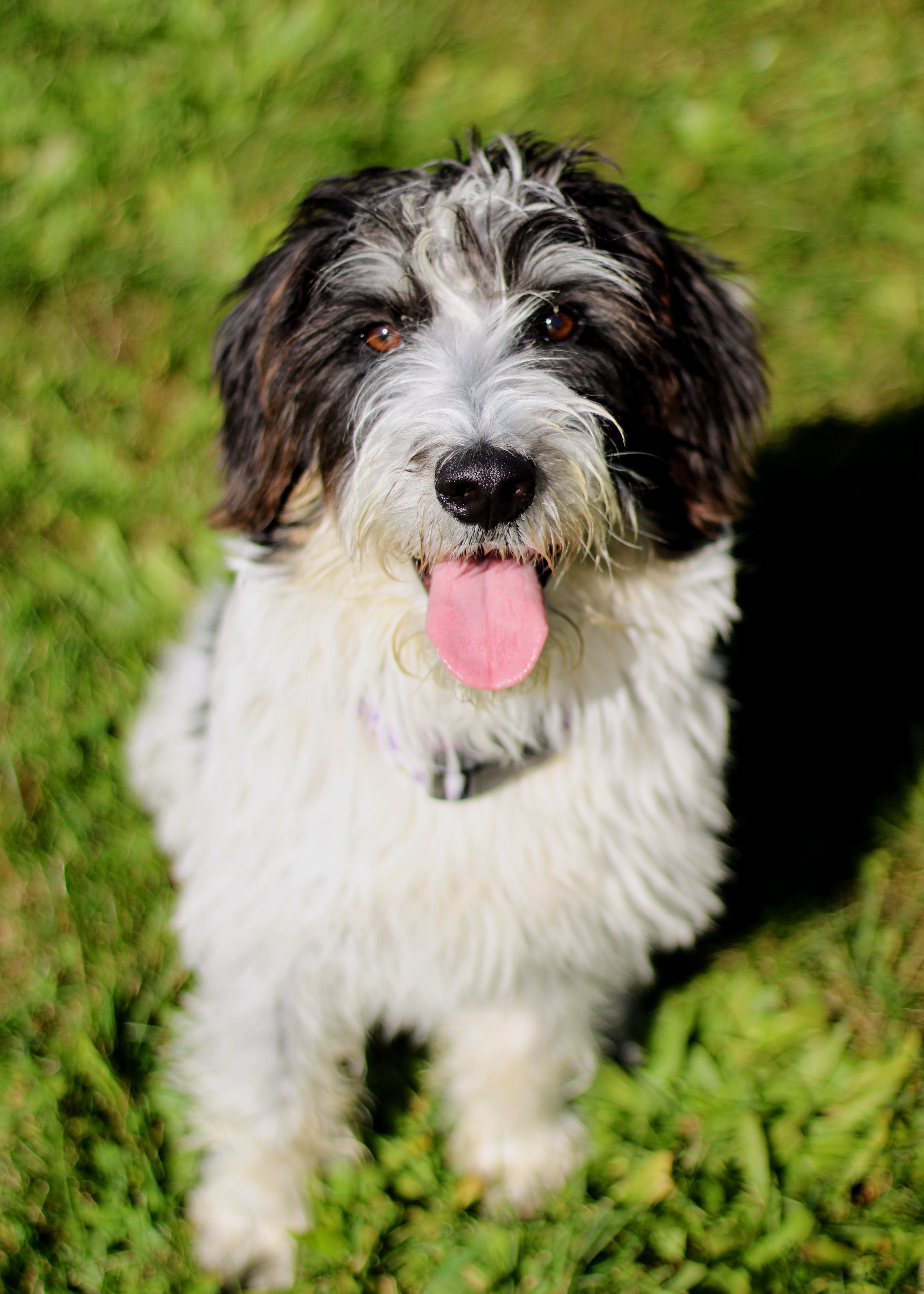 Parsley, Adoptable, Young Female Dachshund & Poodle.
