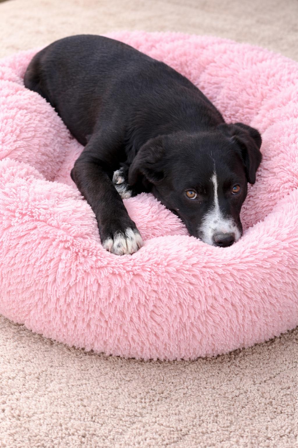 Gigi, Adoptable, Puppy Female Border Collie & Labrador Retriever.