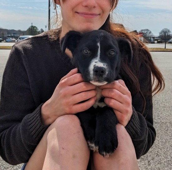 Enlarge Gigi, a Adoptable mixed breed in Mount Laurel, NJ image 2/3