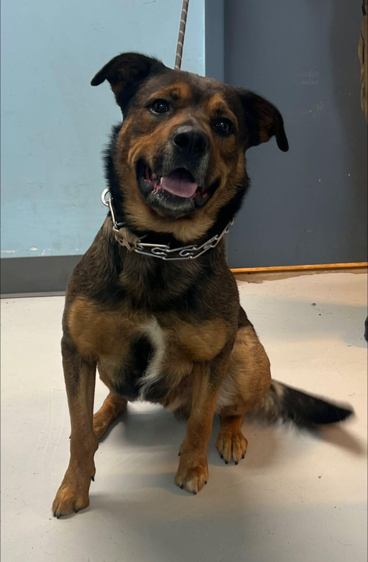 Franz, Adoptable, Adult Male German Shepherd Dog.