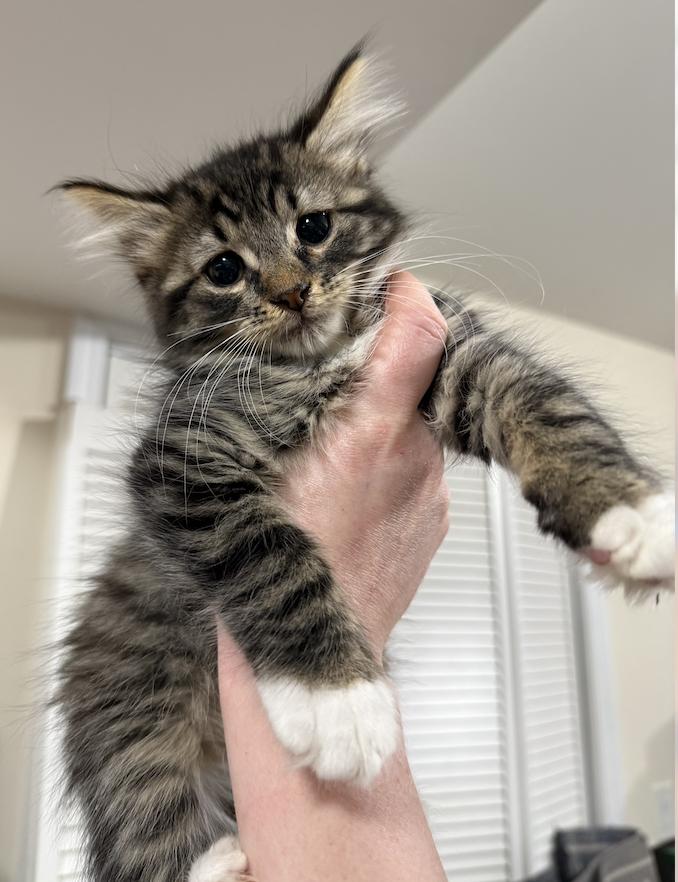 Tenor, adopted, Kitten Male Domestic Medium Hair & Tabby.