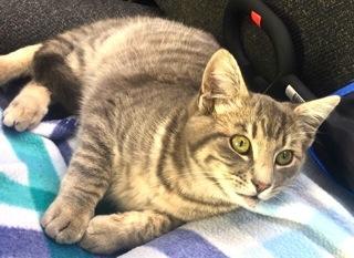 Enlarge Fremont, a Adoptable Domestic Short Hair in Palo Alto, CA image 1/4