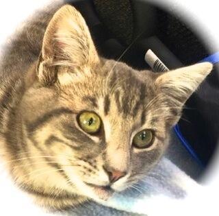 Enlarge Fremont, a Adoptable Domestic Short Hair in Palo Alto, CA image 2/4
