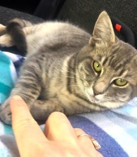 Enlarge Fremont, a Adoptable Domestic Short Hair in Palo Alto, CA image 3/4