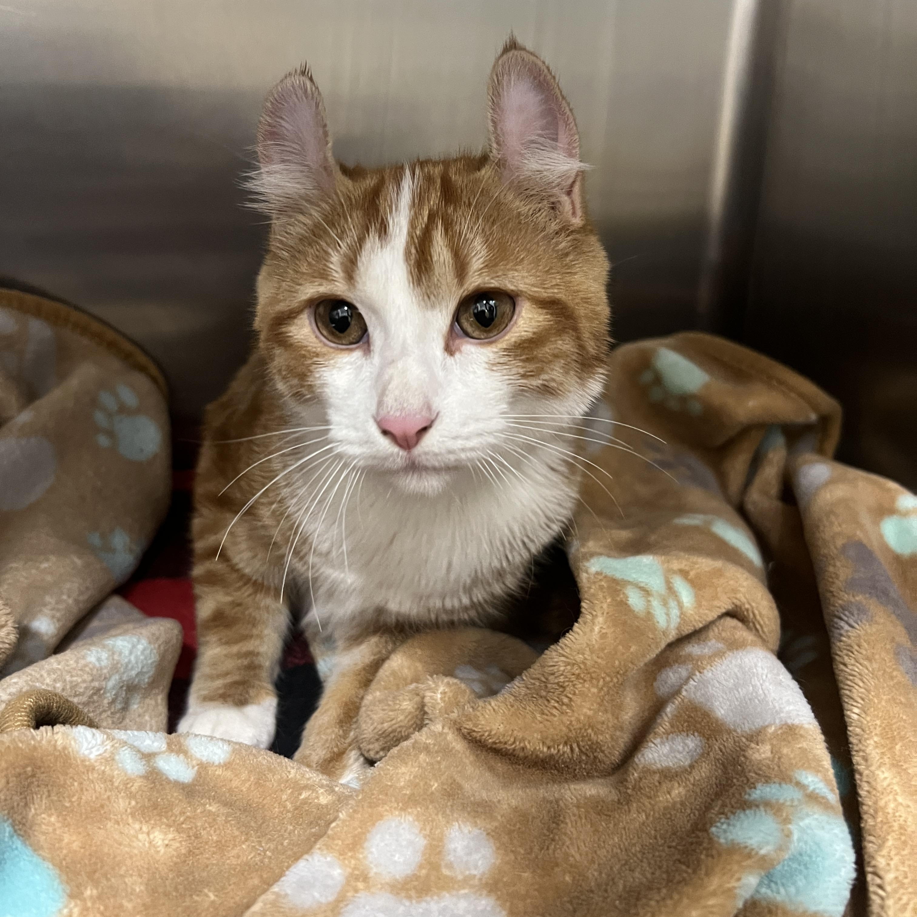 Lancelot thumbnail 2