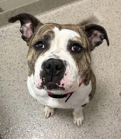 Mavis (In Foster), Adoptable, Adult Female American Bulldog & Mixed Breed.
