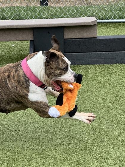 Enlarge Mavis (In Foster), a Adoptable mixed breed in Fishers, IN image 2/3