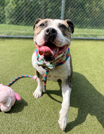 Enlarge Mavis (In Foster), a Adoptable mixed breed in Fishers, IN image 3/3
