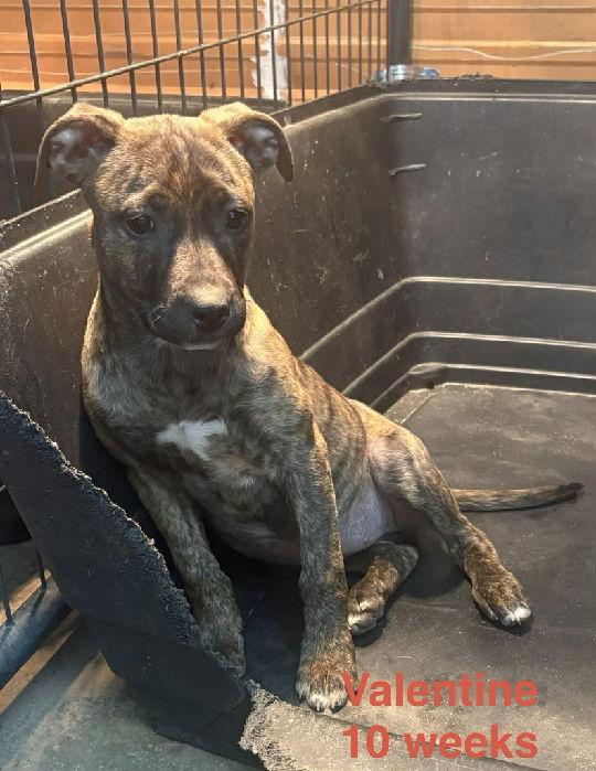 Valentine, Adoptable, Puppy Female Pit Bull Terrier.