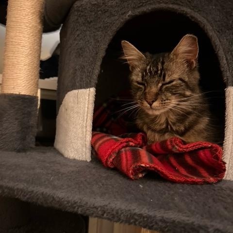 Enlarge Bendi, a ADOPTABLE Domestic Short Hair in Yardley, PA image 3/3