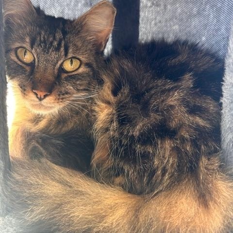 Enlarge Bendi, a ADOPTABLE Domestic Short Hair in Yardley, PA image 2/3