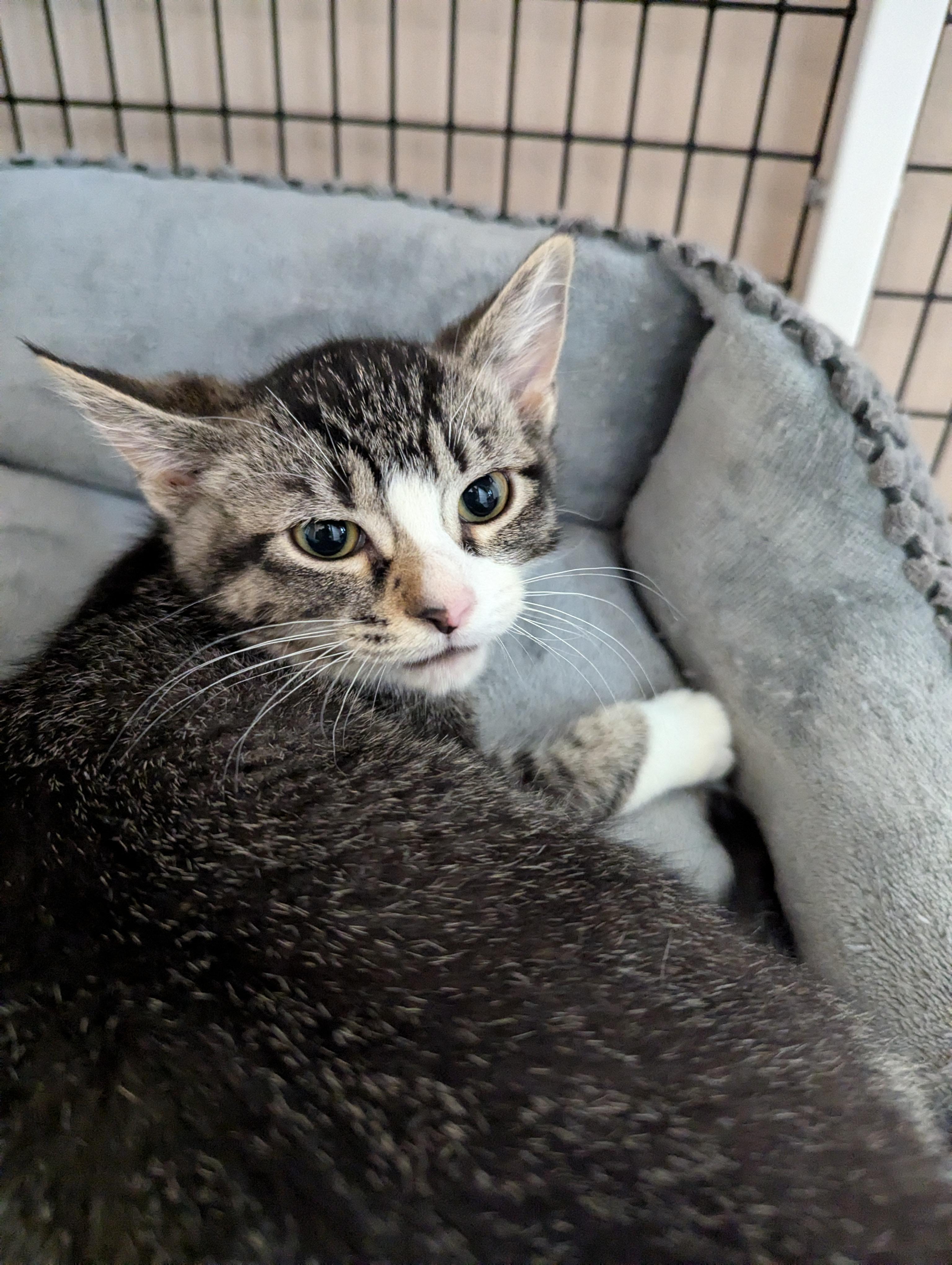 Hacksaw, an adoptable Domestic Short Hair in Oconto, WI, 54153 | Photo Image 3