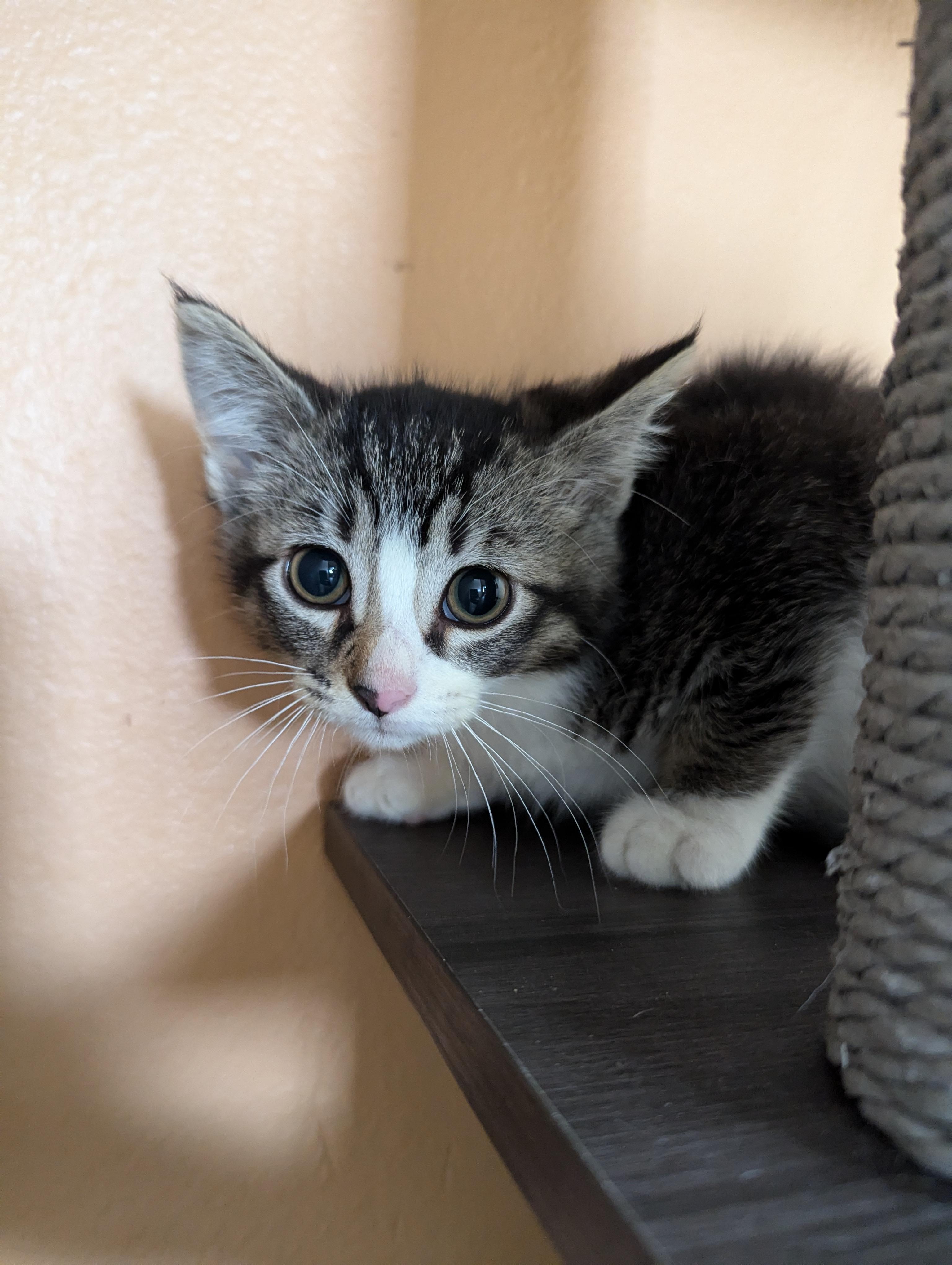 Hacksaw, an adoptable Domestic Short Hair in Oconto, WI, 54153 | Photo Image 1