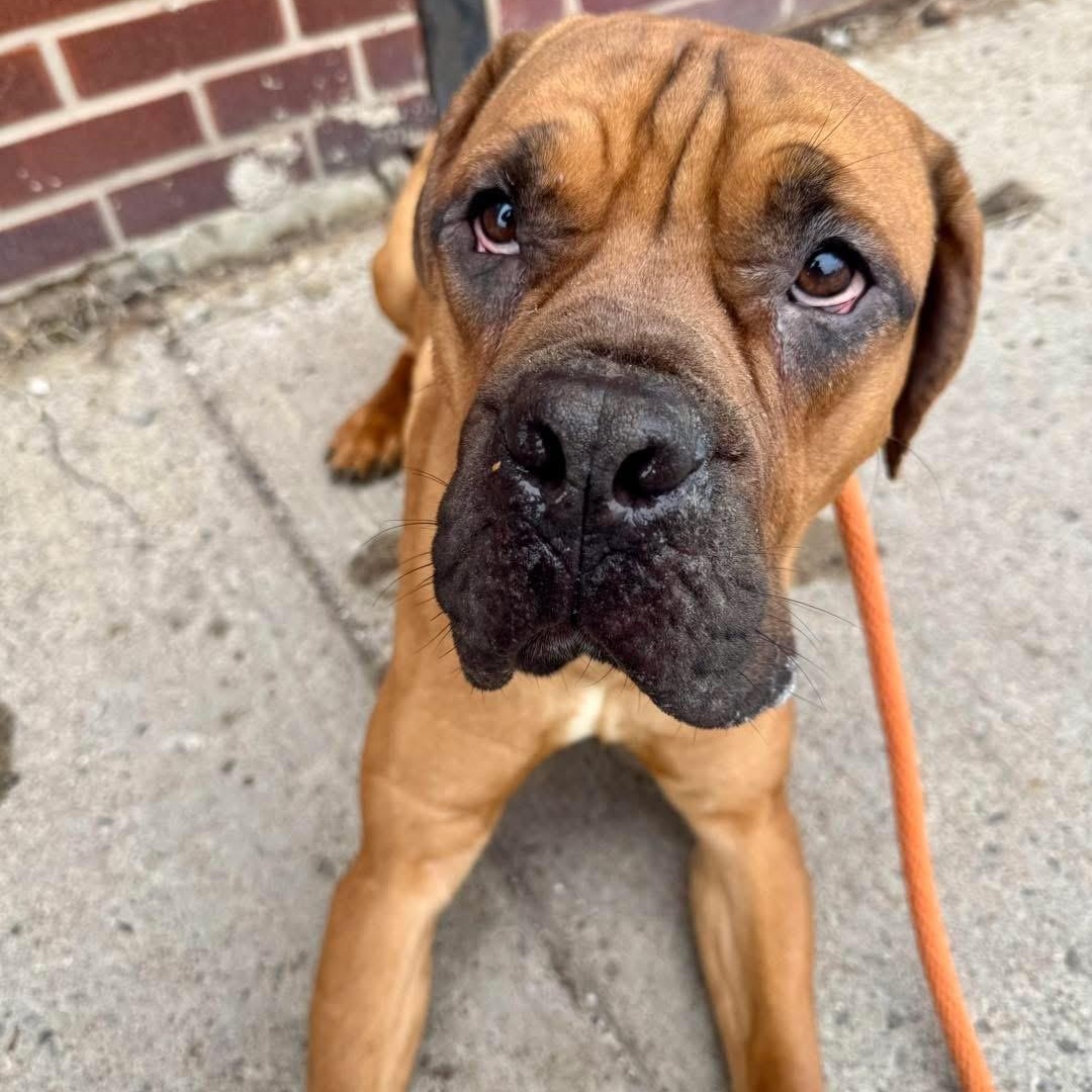 Guiness, adopted, Young Male Boerboel.