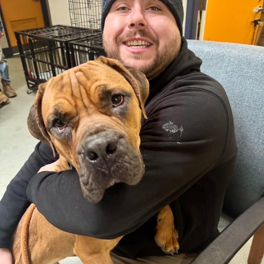 Enlarge Guiness, an adopted Boerboel in Buffalo, NY image 3/4