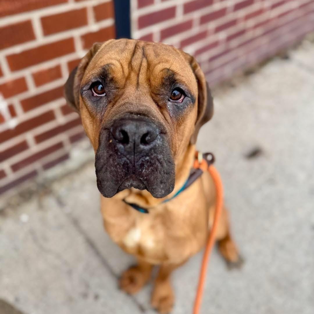 Enlarge Guiness, an adopted Boerboel in Buffalo, NY image 4/4