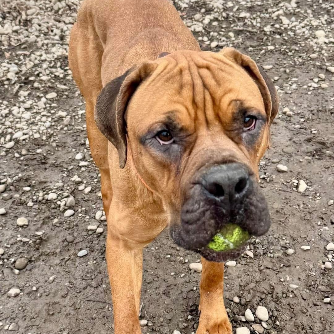 Enlarge Guiness, an adopted Boerboel in Buffalo, NY image 2/4