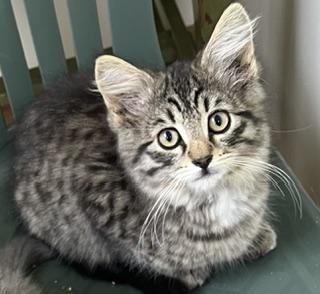 Phineas Fuzzy Pants, an adopted mixed breed in Bow, WA image 1/3
