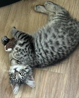 Phineas Fuzzy Pants, an adopted mixed breed in Bow, WA image 2/3