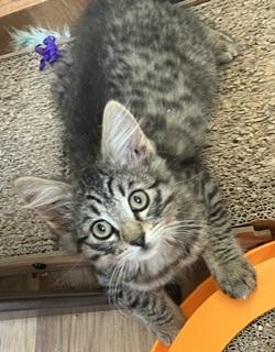 Phineas Fuzzy Pants, an adopted mixed breed in Bow, WA image 3/3