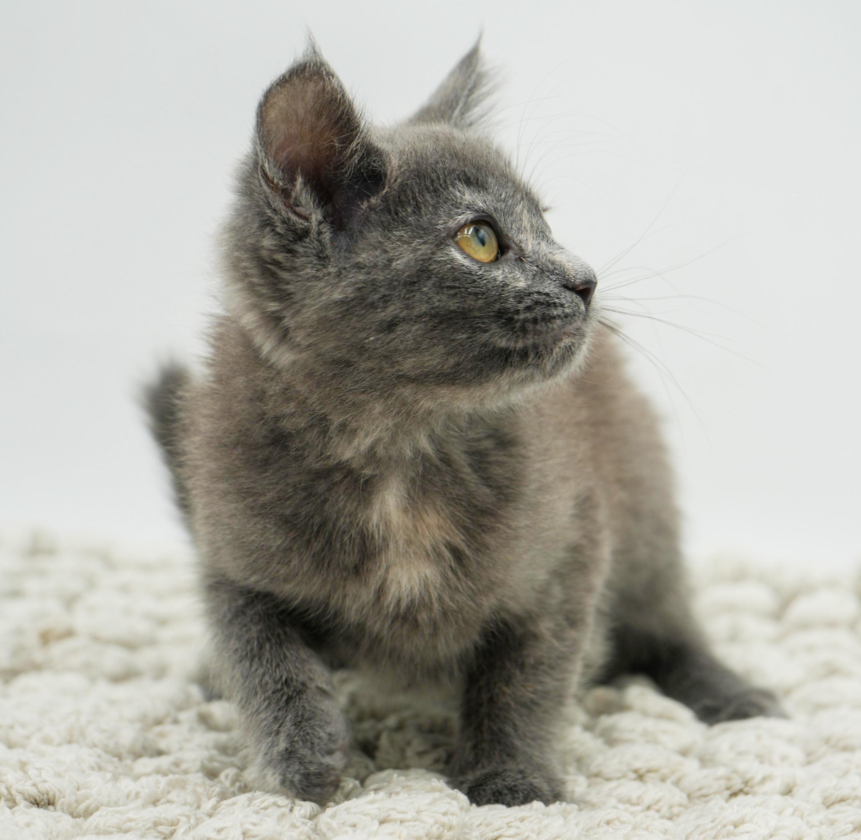 Zayley Will Rock Your thumbnail 3